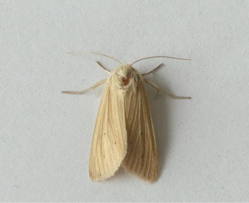 Réf. 188 663 : Mythimna pallens